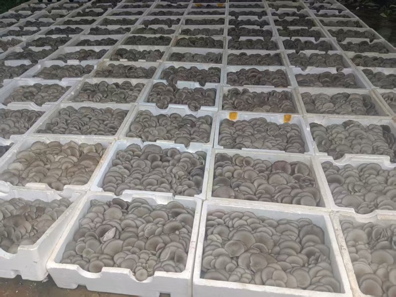 【推荐】河北鲜平菇量大从优基地直发直发对接商超团购供应