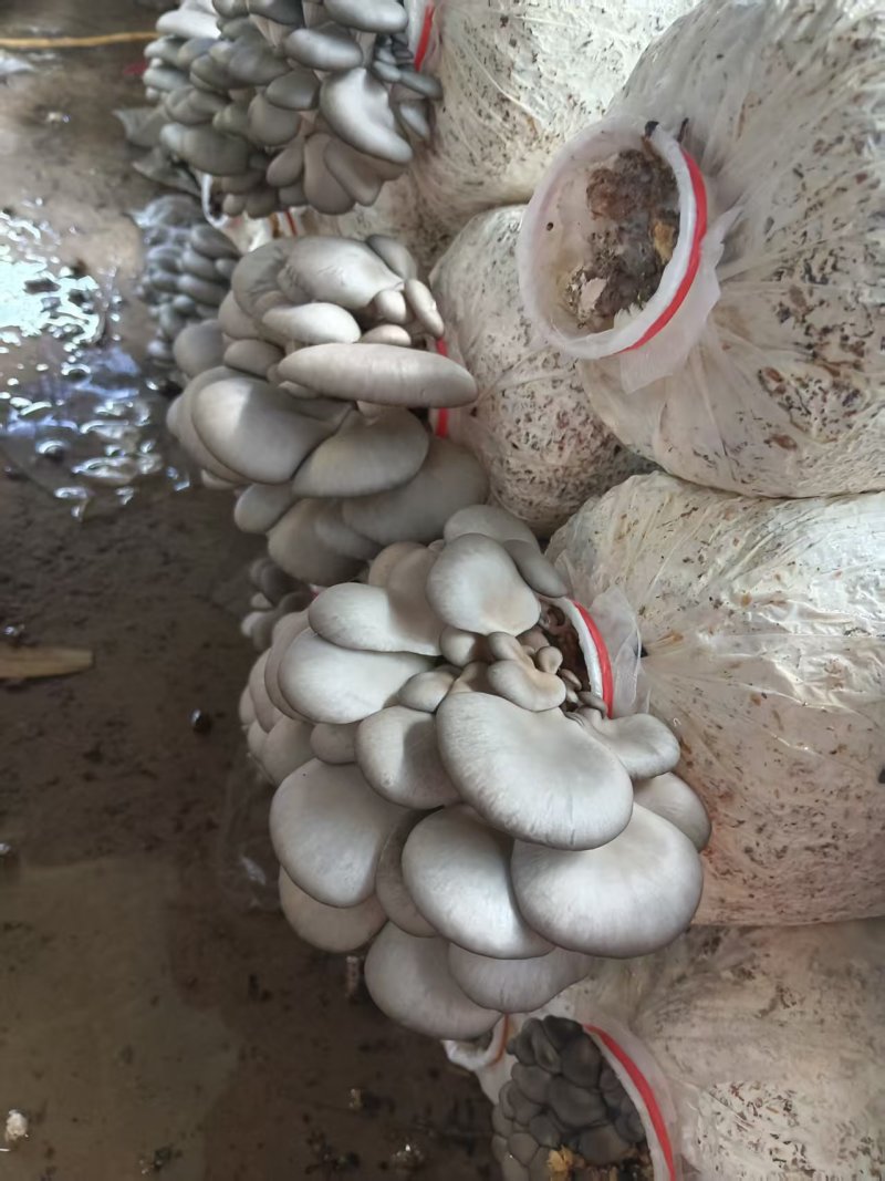 【推荐】河北鲜平菇量大从优基地直发直发对接商超团购供应