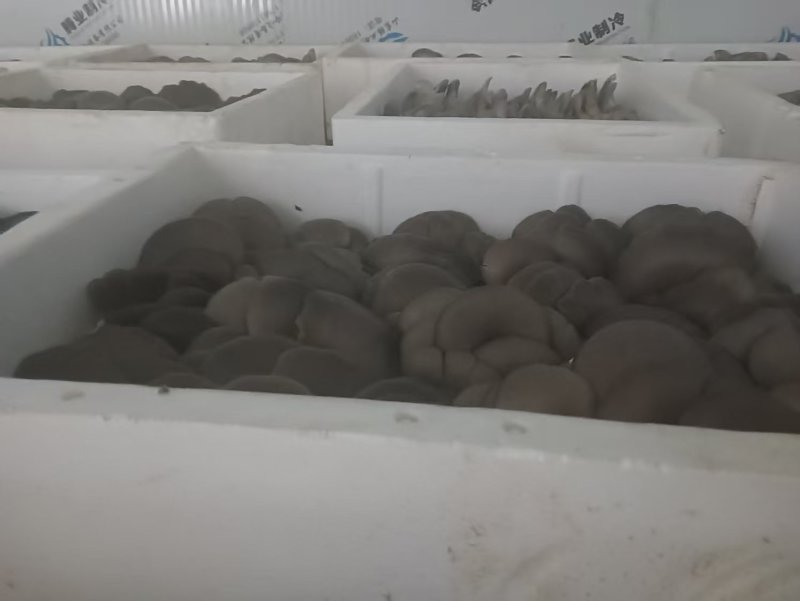 【推荐】河北鲜平菇量大从优基地直发直发对接商超团购供应
