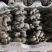 【推荐】河北鲜平菇量大从优基地直发直发对接商超团购供应