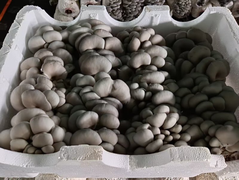 【推荐】河北鲜平菇量大从优基地直发直发对接商超团购供应