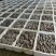 【推荐】河北鲜平菇量大从优基地直发直发对接商超团购供应