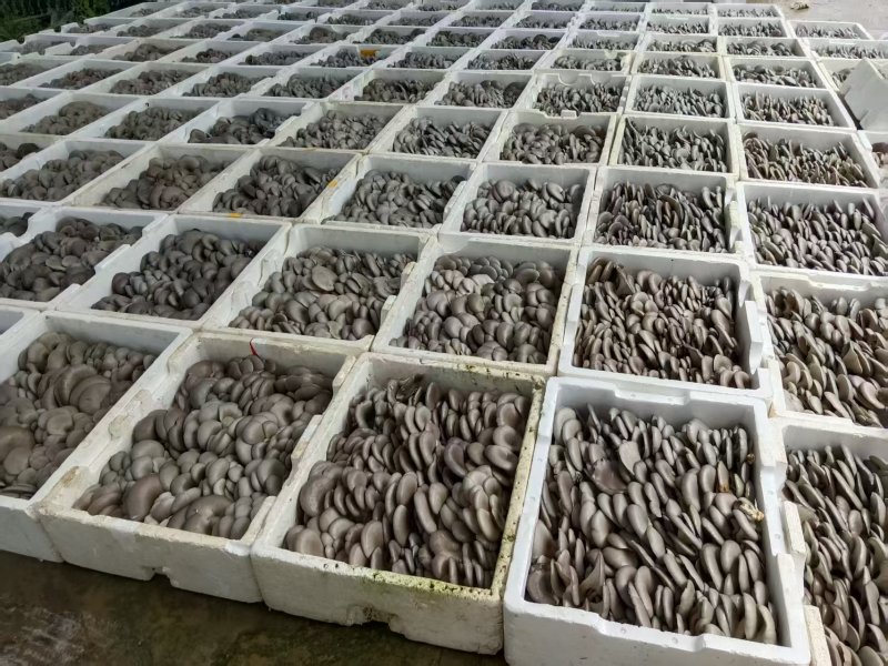 【推荐】河北鲜平菇量大从优基地直发直发对接商超团购供应