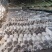 【推荐】河北鲜平菇量大从优基地直发直发对接商超团购供应