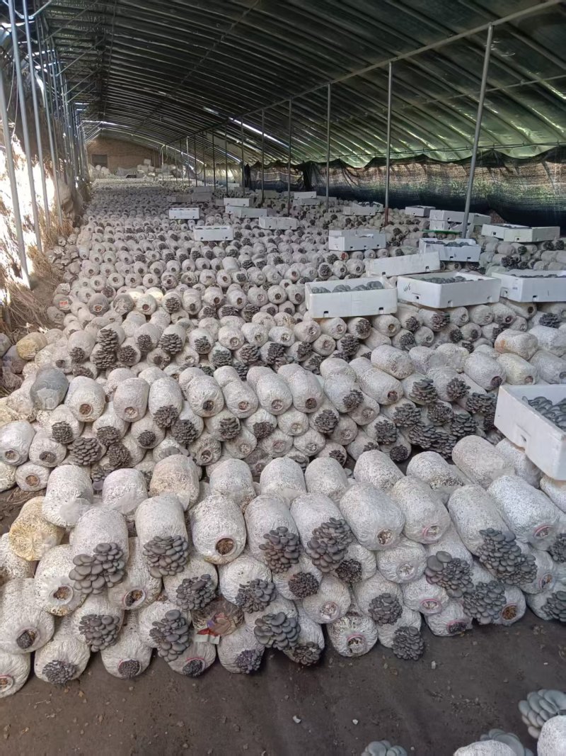 【推荐】河北鲜平菇量大从优基地直发直发对接商超团购供应