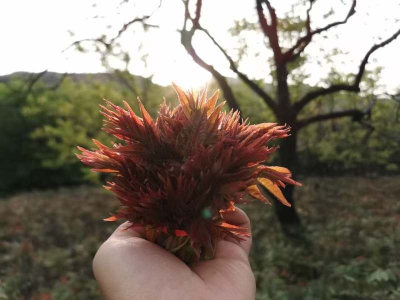 精品红油香椿产地直销欢迎各位客商前来收购
