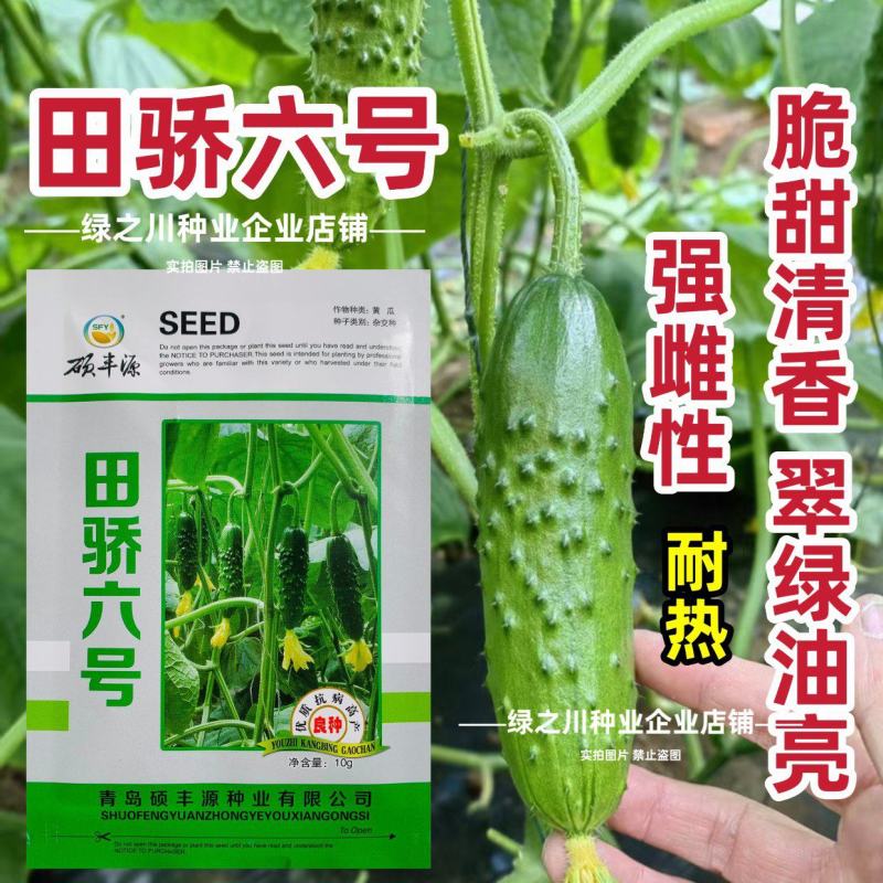 田骄六号大刺黄瓜种子脆甜清香水果黄瓜种籽强雌性抗病耐热