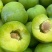 广西黄肉李子大量现货供应，现摘现发规格齐全，对接全国客商