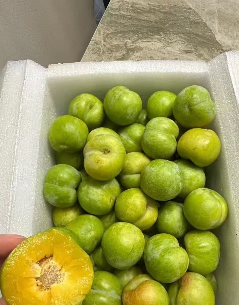 广西黄肉李子大量现货供应，现摘现发规格齐全，对接全国客商