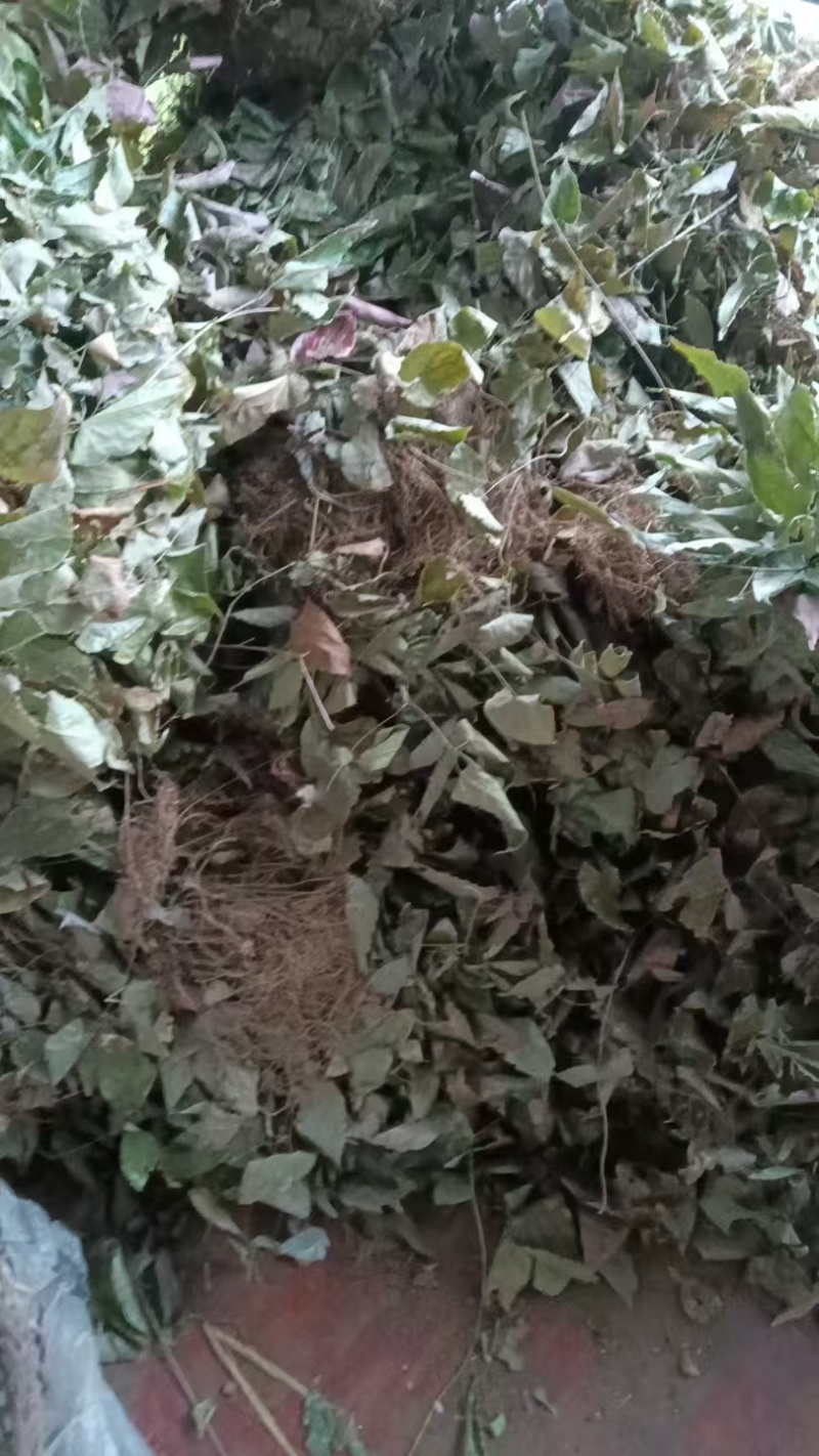 正宗淫羊霍小叶淫羊藿叶片灸淫羊藿叶洋火叶超硬淫羊霍
