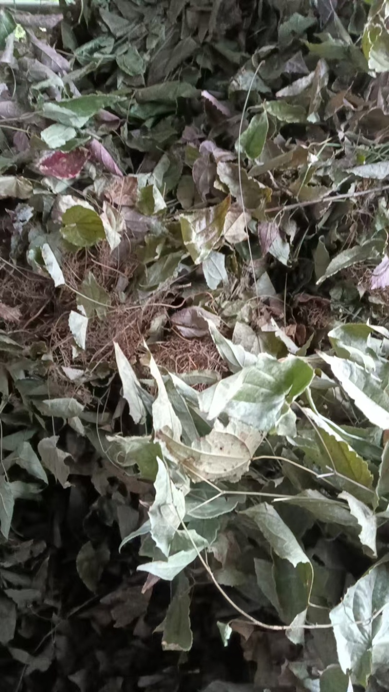 正宗淫羊霍小叶淫羊藿叶片灸淫羊藿叶洋火叶超硬淫羊霍