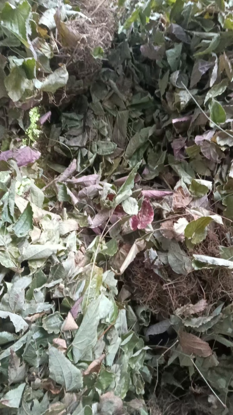 正宗淫羊霍小叶淫羊藿叶片灸淫羊藿叶洋火叶超硬淫羊霍