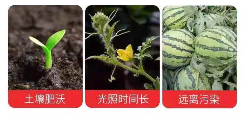 夏邑麒麟西瓜大量上市，产地直销，欢迎致电咨询，质量无忧。