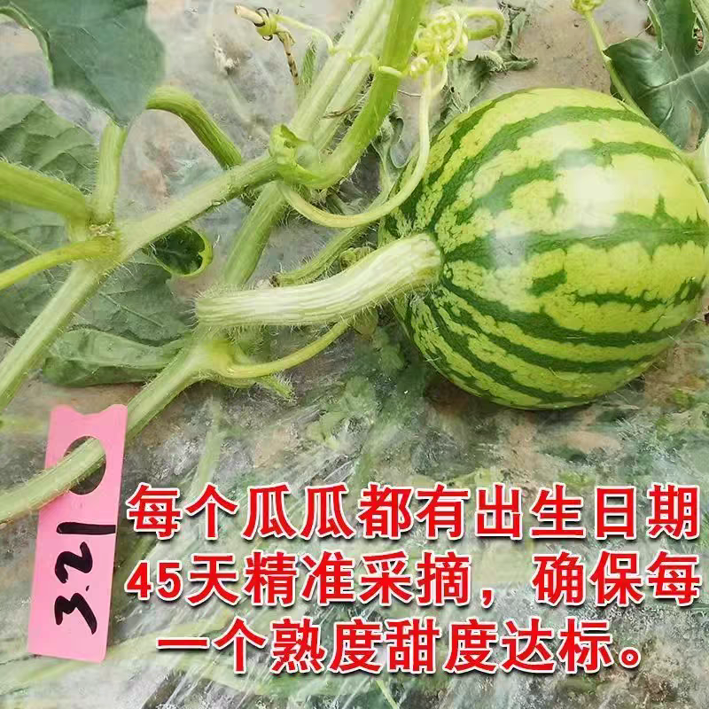 夏邑麒麟西瓜大量上市，产地直销，欢迎致电咨询，质量无忧。