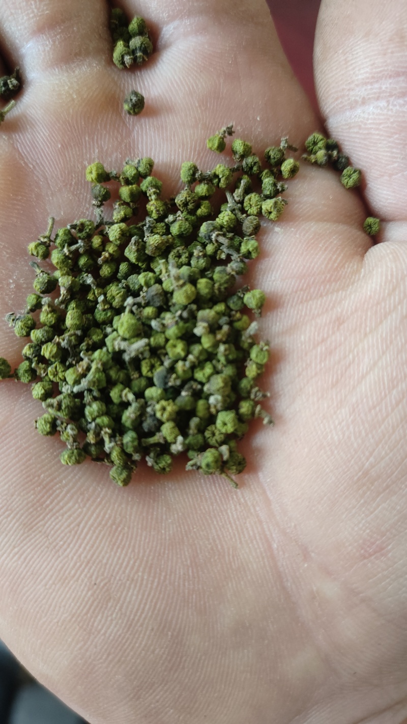 吴茱萸，晒干无硫。枝条处理，需要的联系