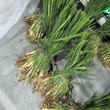 茭白种苗美人茭白苗（茭白回收），北京茭白苗