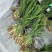 茭白种苗美人茭白苗（茭白回收），北京茭白苗