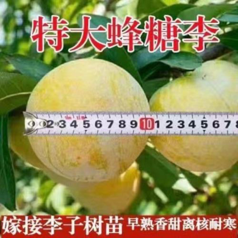 蜂糖李子树苗，个头大产量高，好管理，含糖量高