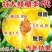 蜂糖李子树苗,个头大产量高,好管理,含糖量高