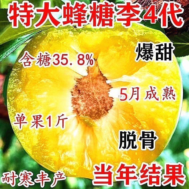 蜂糖李子树苗，个头大产量高，好管理，含糖量高