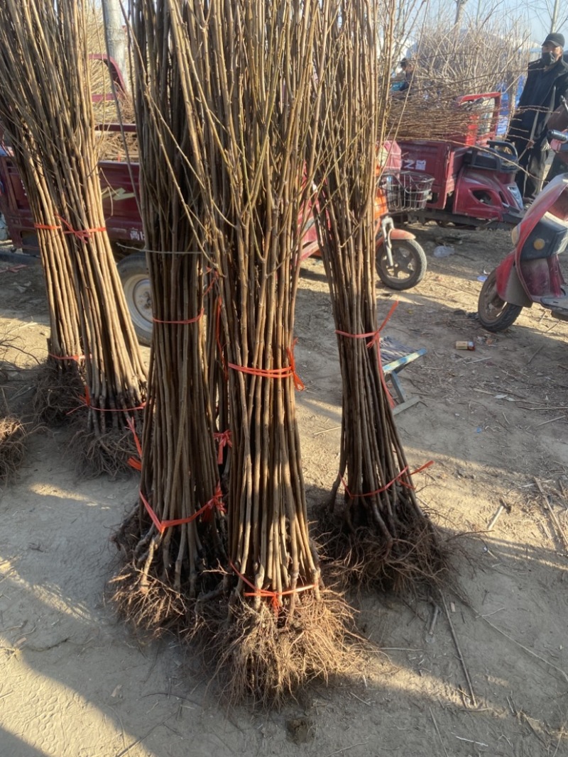 蜂糖李子树苗，个头大产量高，好管理，含糖量高