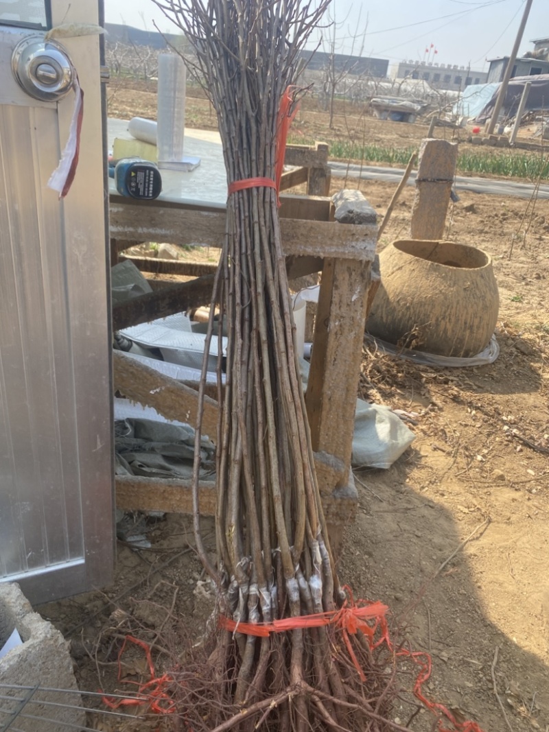 蜂糖李子树苗，个头大产量高，好管理，含糖量高