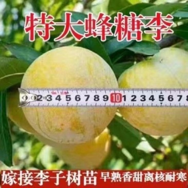 蜂糖李子树苗,个头大产量高,好管理,含糖量高