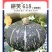 板栗南瓜种子耕笑618，大果型，粉糯香甜，厂家批发，