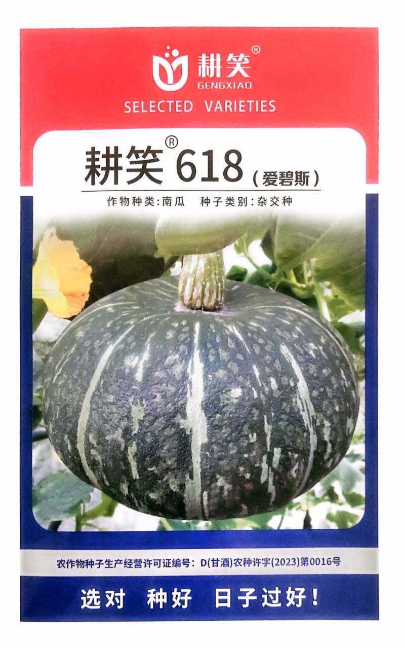 板栗南瓜种子耕笑618，大果型，粉糯香甜，厂家批发，