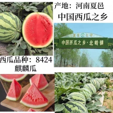 夏邑8424西瓜大量上市，欢迎来电订购，质量无忧现摘现发