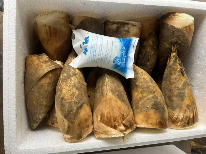 春笋春笋大量上市，现挖现发，大量供应，宜宾山咔咔头的宝贝