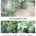 夏邑8424西瓜大量上市，欢迎来电订购，质量无忧现摘现发