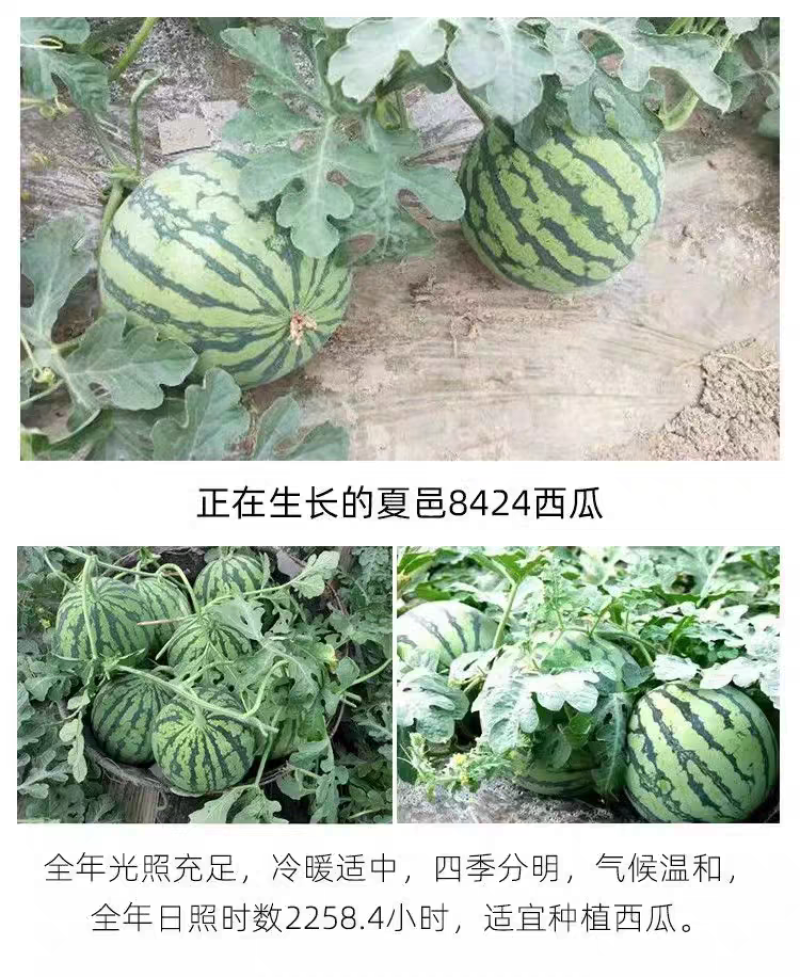 夏邑8424西瓜大量上市，欢迎来电订购，质量无忧现摘现发