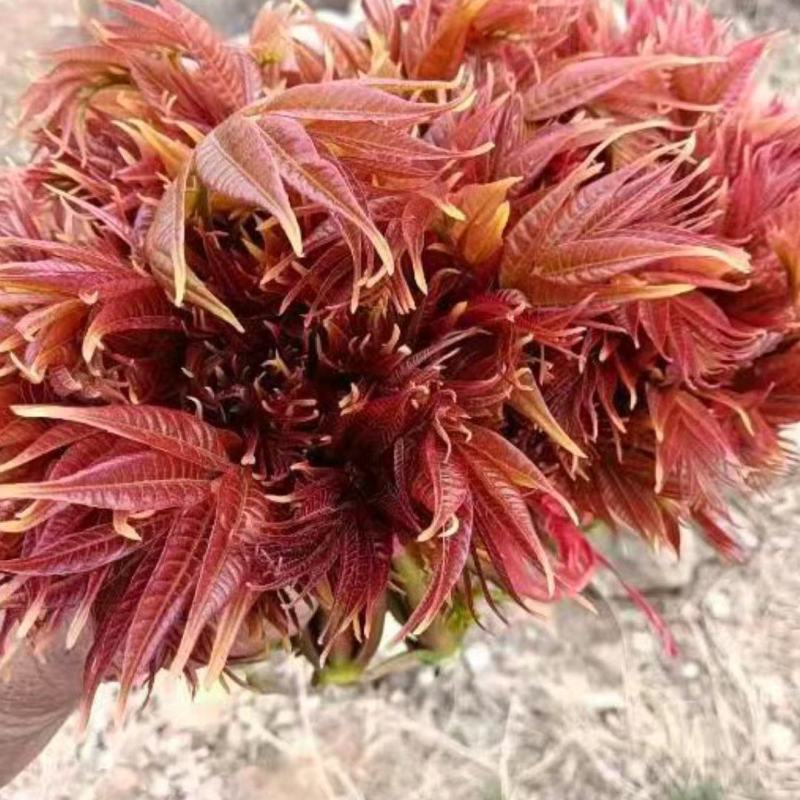 新泰马家寨香椿芽产地批发零售欢迎来电1335549838