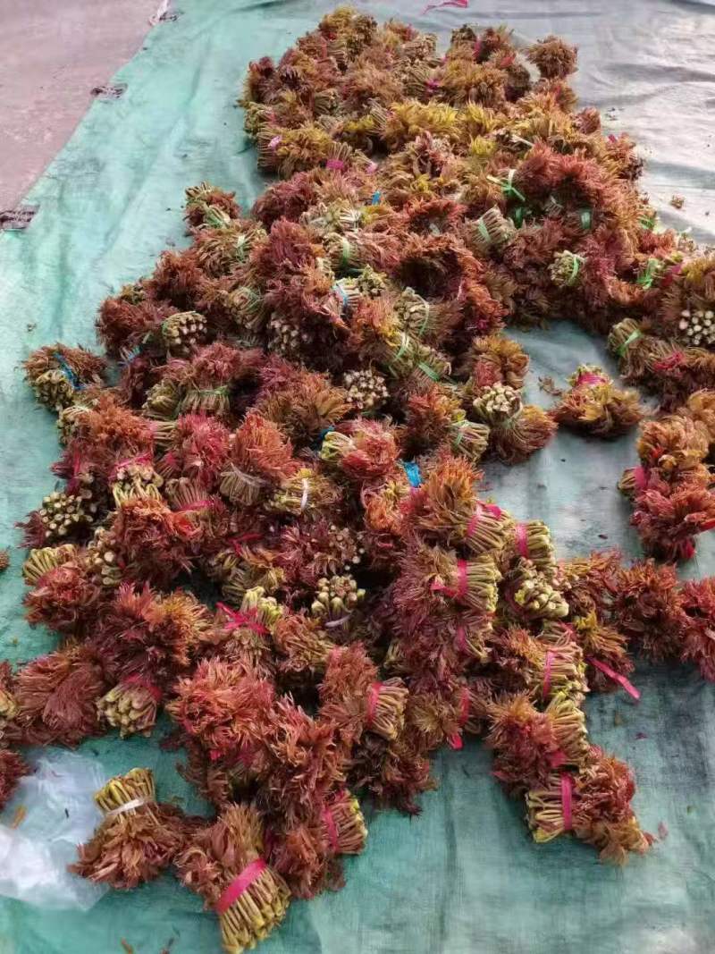 新泰马家寨香椿芽产地批发零售欢迎来电1335549838