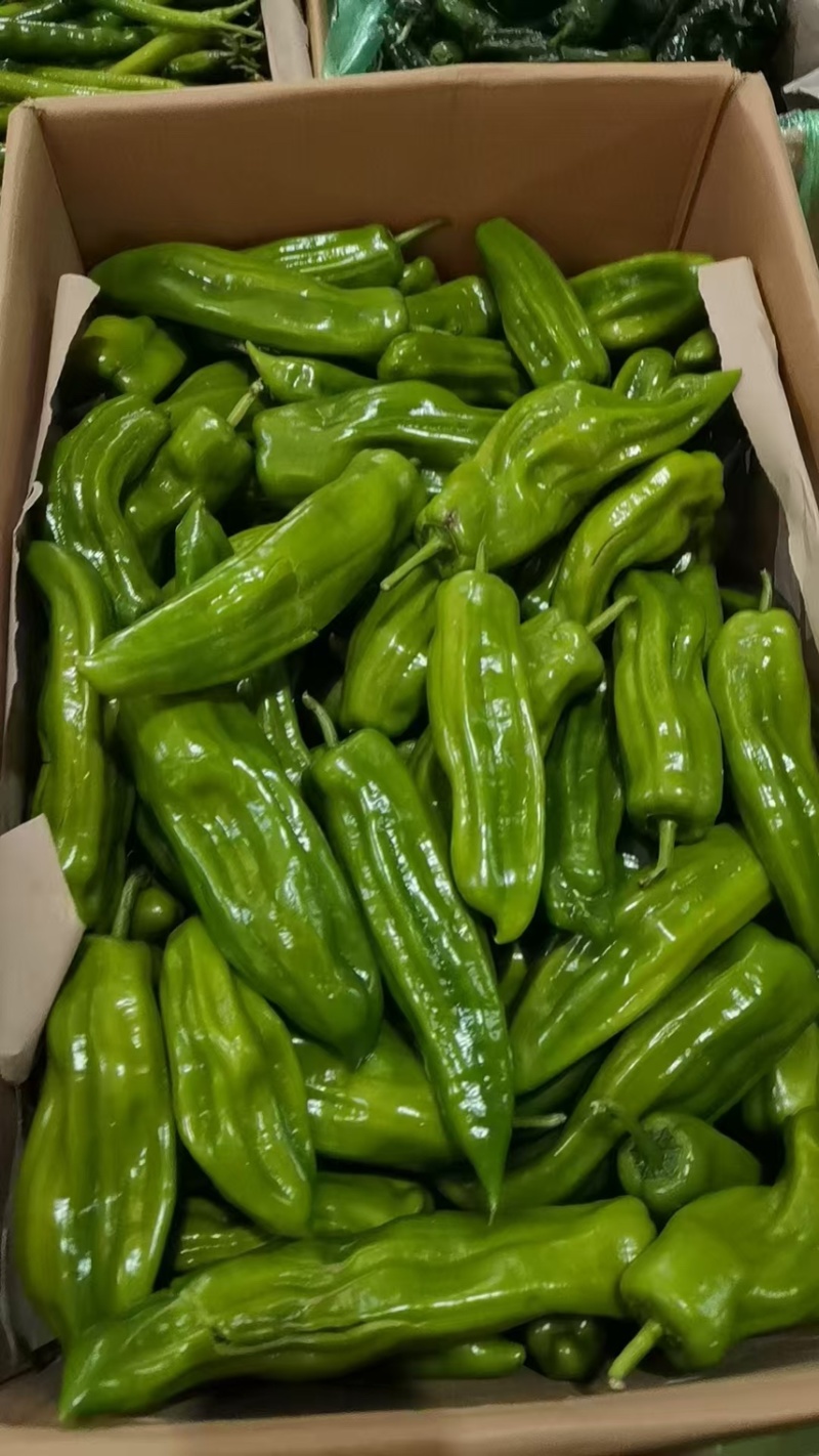 薄皮椒山东兰陵薄皮椒青椒鲜辣椒产地直发量大从优
