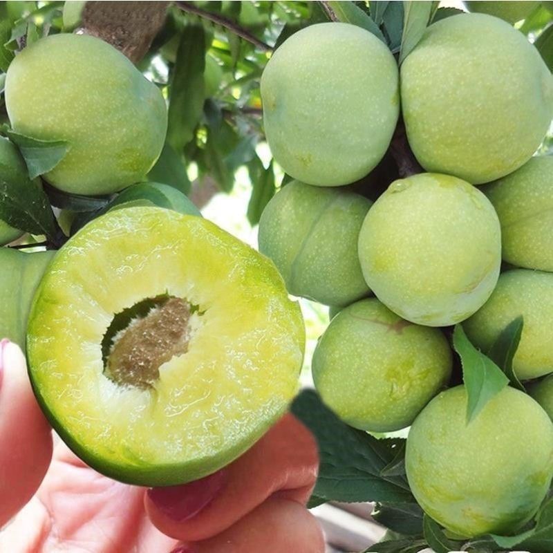 清脆李子树苗，8月成熟，脆甜多汁，好管理，抗菌能力很强