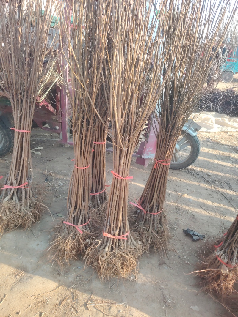 清脆李子树苗，8月成熟，脆甜多汁，好管理，抗菌能力很强
