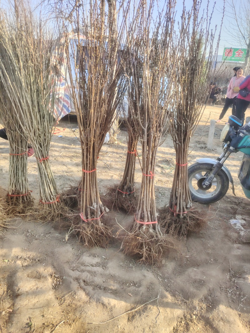 清脆李子树苗，8月成熟，脆甜多汁，好管理，抗菌能力很强