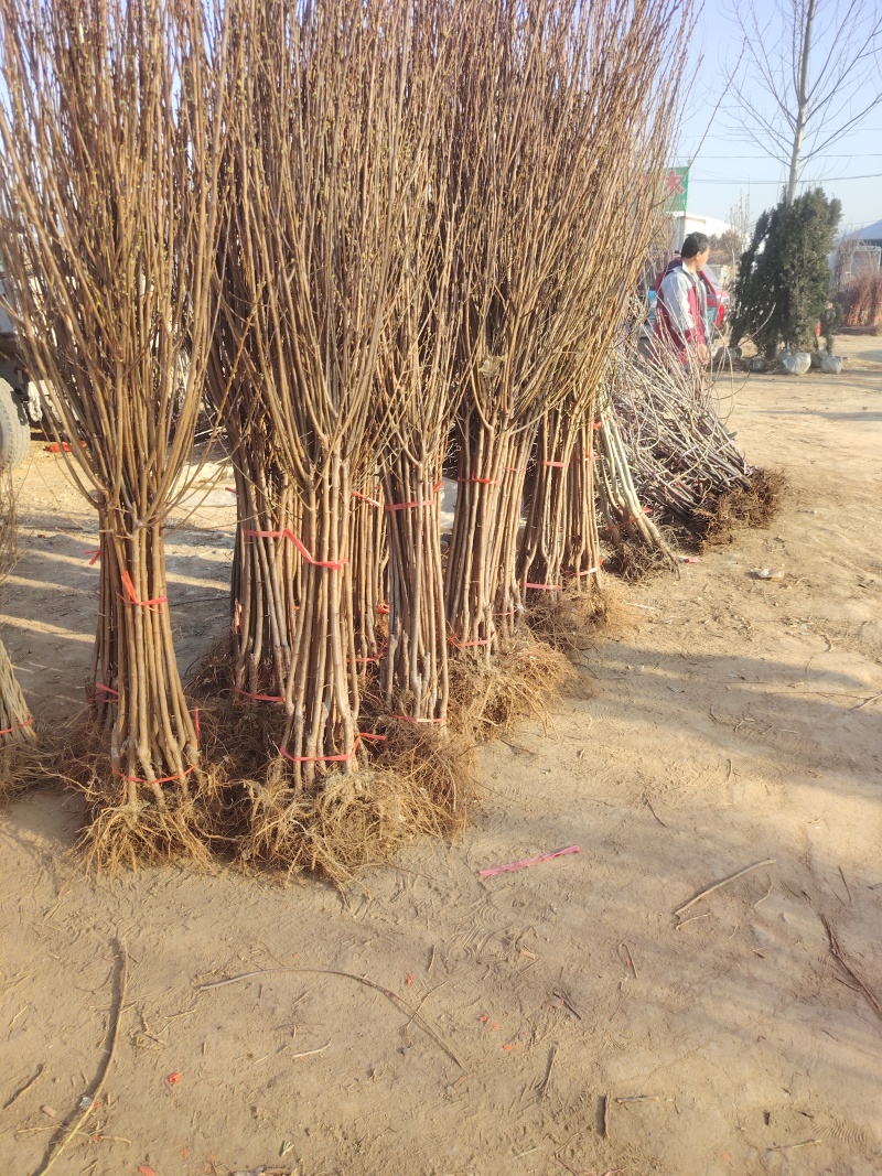 清脆李子树苗，8月成熟，脆甜多汁，好管理，抗菌能力很强