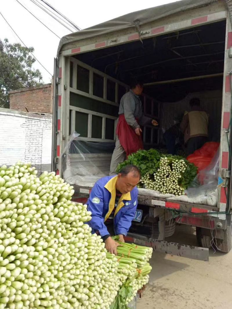 山东金乡精品西芹产地发货一手货源批发品质保证全国发货