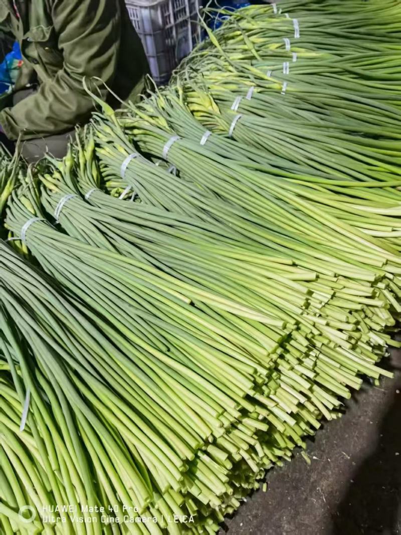 山东金乡白帽蒜薹产地发货一手货源批发品质保证价格便宜