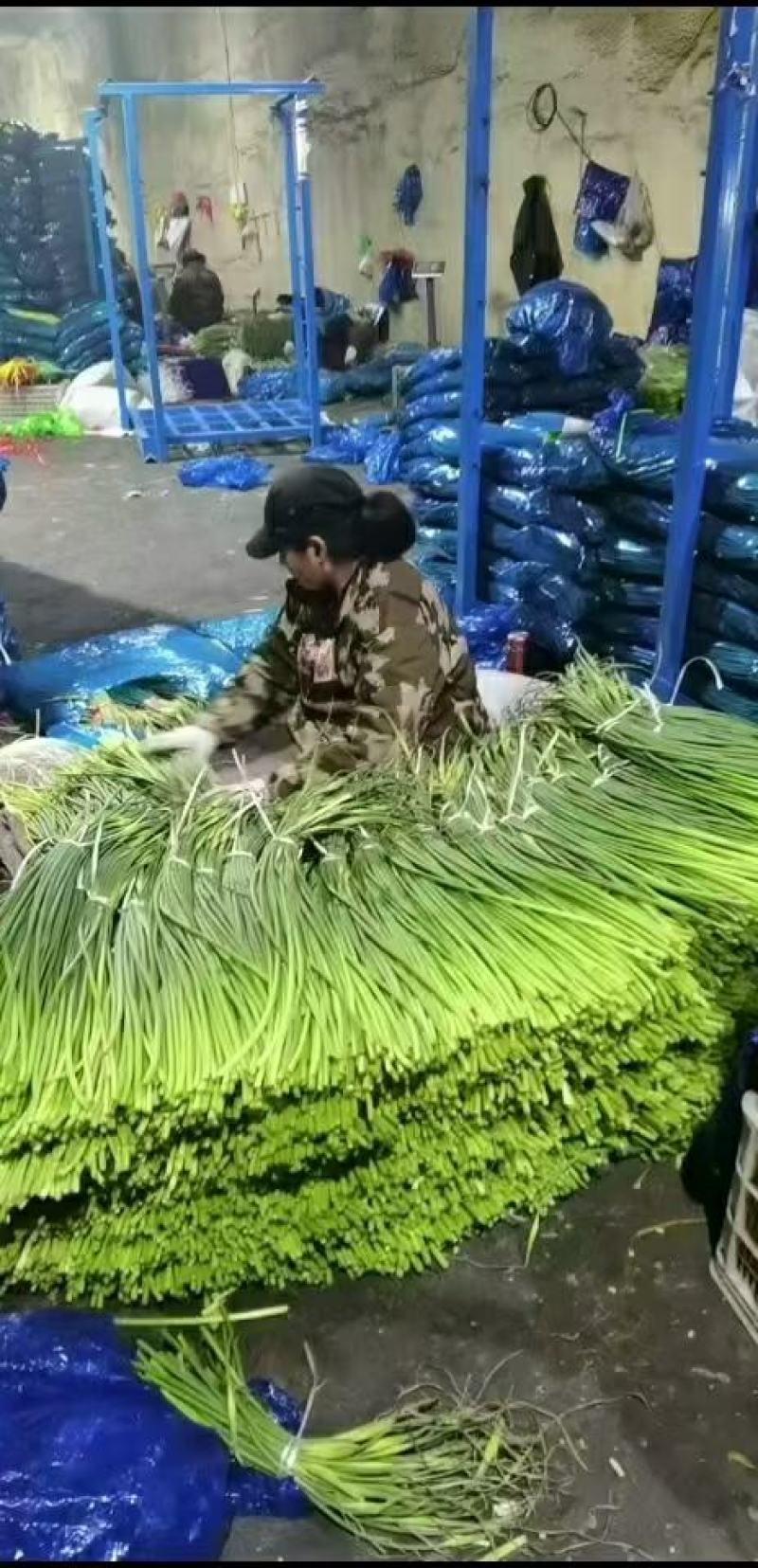 山东金乡精品红帽蒜薹产地发货一手货源批发品质保证价格便宜