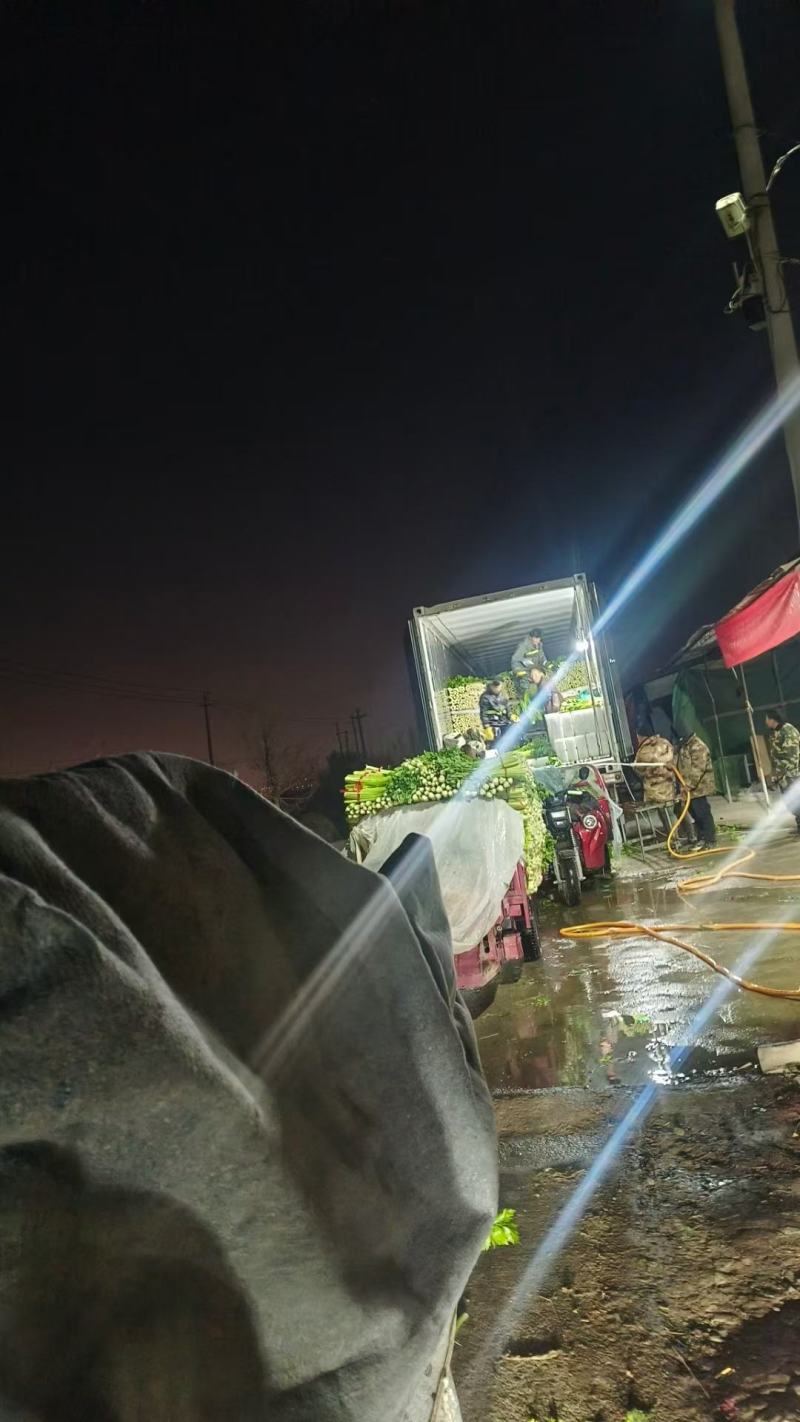 山东金乡精品红帽蒜薹产地发货一手货源批发品质保证价格便宜