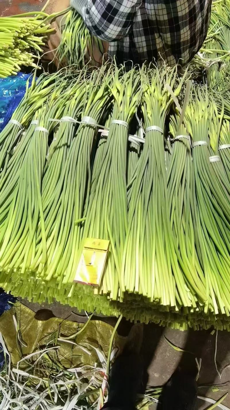山东金乡精品红帽蒜薹产地发货一手货源批发品质保证价格便宜