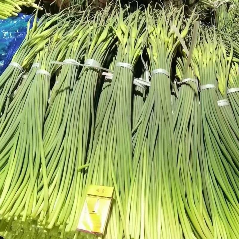 山东精品金乡蒜薹产地发货一手货源批发品质保证价格美丽