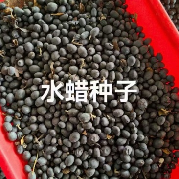 水蜡种子绿化庭院护坡