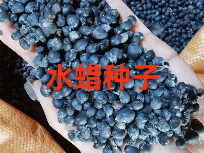 水蜡种子绿化庭院护坡