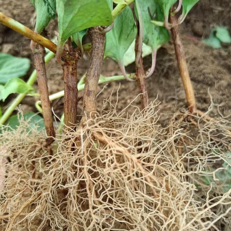 五味子苗南北五味子树苗木本花卉药用植物庭院阳台别墅绿化