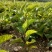 五味子苗南北五味子树苗木本花卉药用植物庭院阳台别墅绿化